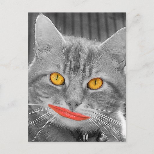Meow Briefkaart (Voorkant)