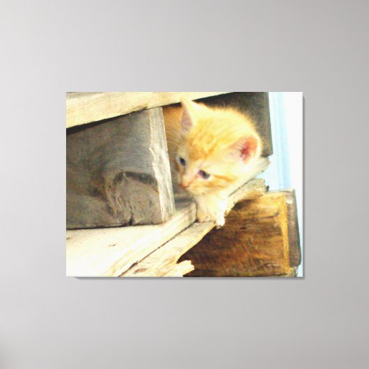 Meow Cats 1 Wrapped Canvas Afdruk (Voorkant)