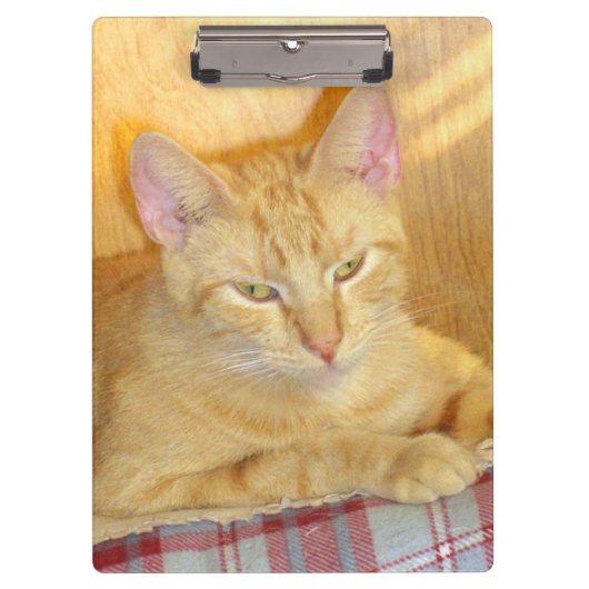 Meow Katten 15 Klembord (Voorkant)