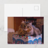 Meowy kerstKat in een cadeaudoos Feestdagenkaart (Voorkant / Achterkant)