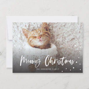 Meowy Kerstsneeuwkat   Foto Pet