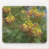 Merak Muismat (Voorkant)