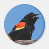 merel magneet (Voorkant)