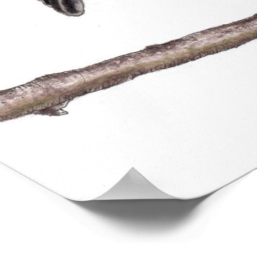 merel (Turdus merula) Poster (Hoek)