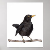 merel (Turdus merula) Poster (Voorkant)