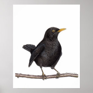 merel (Turdus merula) Poster