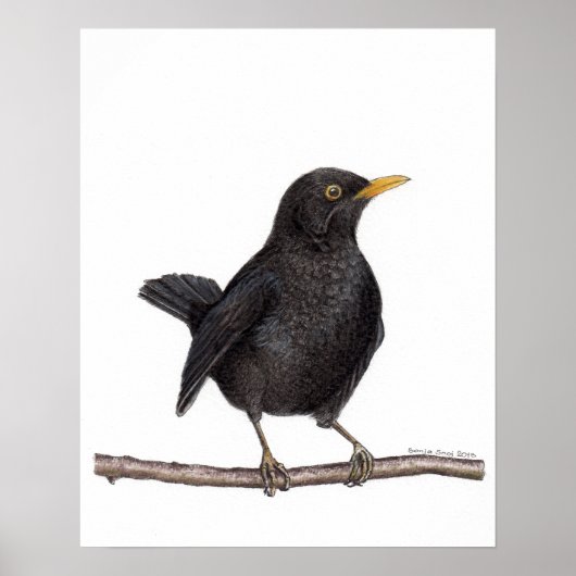 merel (Turdus merula) Poster (Voorkant)