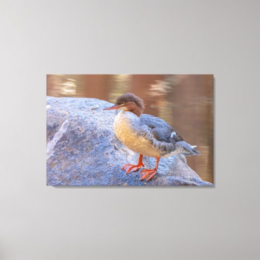 Merganser Canvas Afdruk (Voorkant)