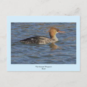 Merganser Duck-Briefkaart met rode borst Feestdagenkaart