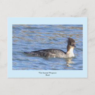 Merganser Duck-Briefkaart met rode borst Feestdagenkaart