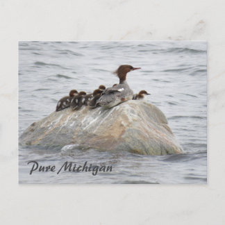 Merganser en kuikens, Noord-Michigan briefkaart