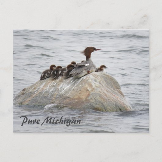 Merganser en kuikens, Noord-Michigan briefkaart (Voorkant)