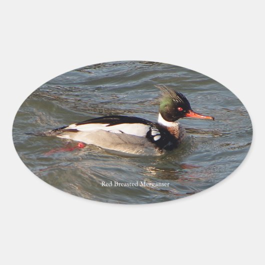 Merganser sticker met rode borst (Voorkant)