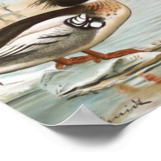 Mergansers  vogelillustratie poster (Hoek)