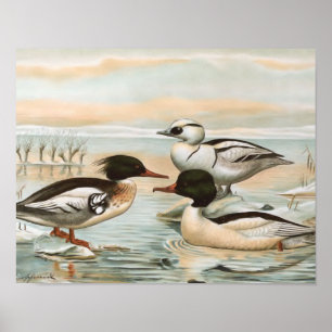 Mergansers  vogelillustratie poster