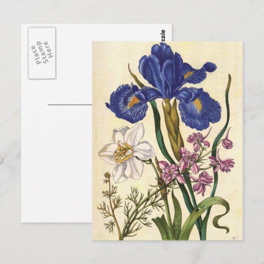Merian Floral Art Briefkaart (Voorkant / Achterkant)
