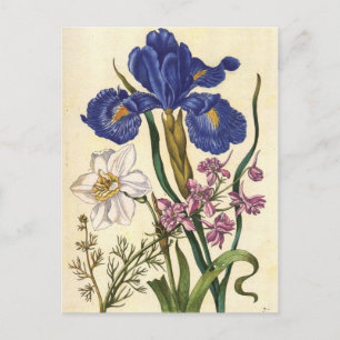 Merian Floral Art Briefkaart