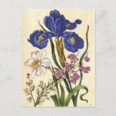 Merian Floral Art Briefkaart (Voorkant)