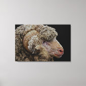 Merino-schaap Canvas Afdruk (Voorkant)
