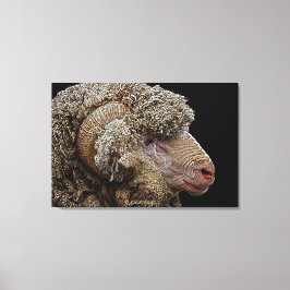 Merino-schaap Canvas Afdruk