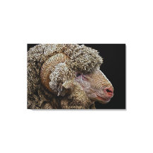 Merino-schaap