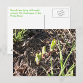 Merkrooskleurige planten aankondigingskaart (Voorkant / Achterkant)