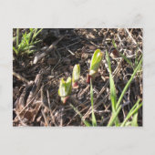 Merkrooskleurige planten aankondigingskaart (Voorkant)