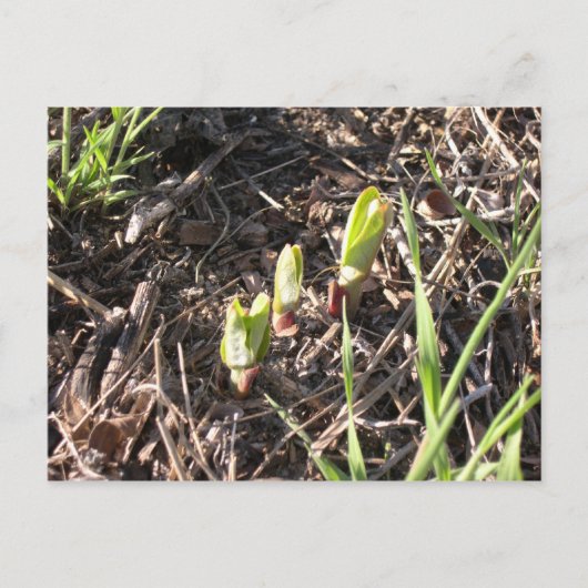 Merkrooskleurige planten aankondigingskaart (Voorkant)