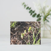 Merkrooskleurige planten aankondigingskaart (Staand voorkant)