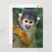 Merkwaardige eekhoornaap briefkaart (Voorkant / Achterkant)