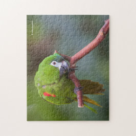 Merkwaardige Hahn's Mini Macaw / Macaw op roodscho Legpuzzel