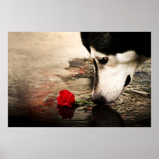 Merkwaardige hond en rode Rose Poster (Voorkant)
