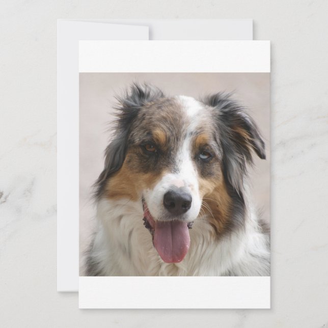 merle aussie (Voorkant)
