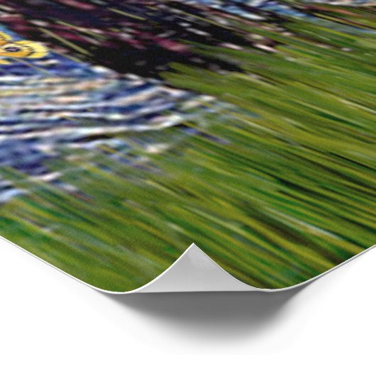 Merle Aussie Shep - Sterrennacht Poster (Hoek)