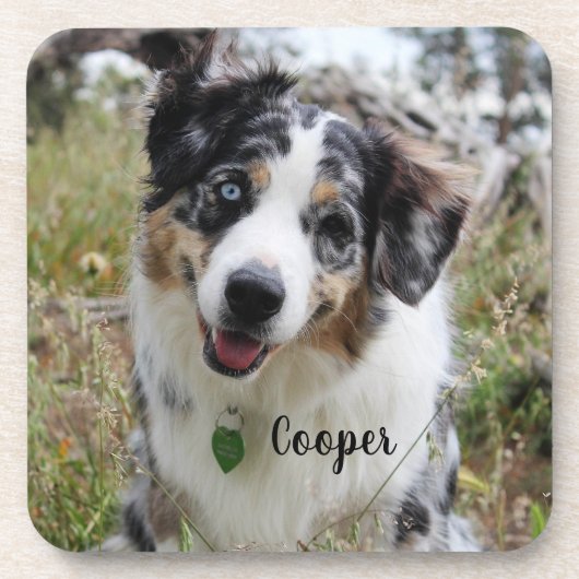 Merle Australian Shepherd Puppy Bier Onderzetter (Voorkant)