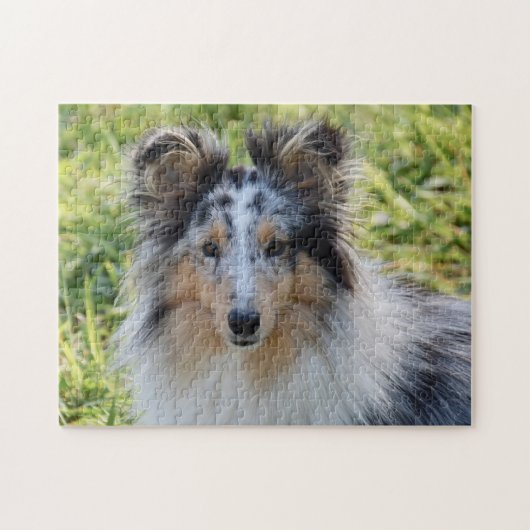 Merle Shetland Sheepdog - Sheltie Dog Legpuzzel (Horizontaal)