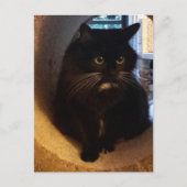 Merlijn in het Briefkaart van de Tunnel (Voorkant)