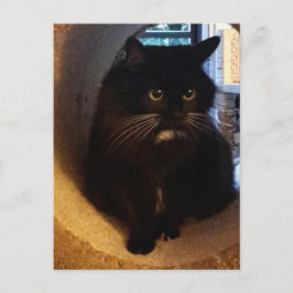 Merlijn in het Briefkaart van de Tunnel