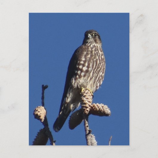 Merlin briefkaart (Voorkant)