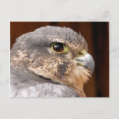 MERLIN FALCON BIRD VAN PREY BRIEFKAART (Voorkant)