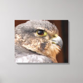MERLIN FALCON BIRD VAN PREY CANVAS AFDRUK (Voorkant)