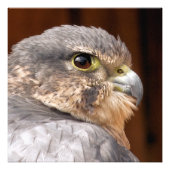MERLIN FALCON BIRD VAN PREY FOTO AFDRUK (Voorkant)