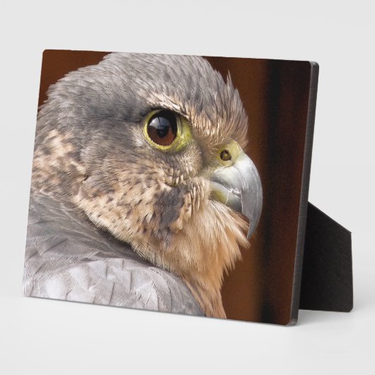 MERLIN FALCON BIRD VAN PREY FOTOPLAAT (Zijkant)