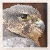 MERLIN FALCON BIRD VAN PREY GLAZEN ONDERZETTER (Voorkant)