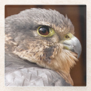 MERLIN FALCON BIRD VAN PREY GLAZEN ONDERZETTER