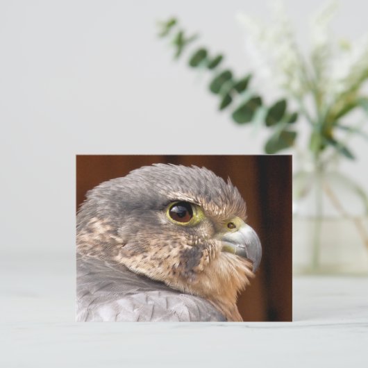 MERLIN FALCON BIRD VAN PREY KAART (Staand voorkant)