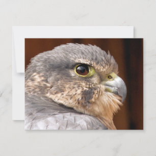 MERLIN FALCON BIRD VAN PREY KAART