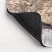 MERLIN FALCON BIRD VAN PREY MUISMAT (Hoek)