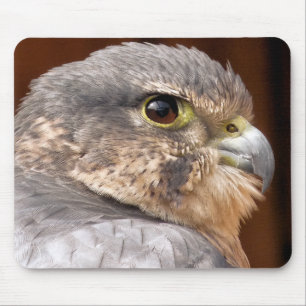 MERLIN FALCON BIRD VAN PREY MUISMAT