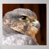 MERLIN FALCON BIRD VAN PREY POSTER (Voorkant)